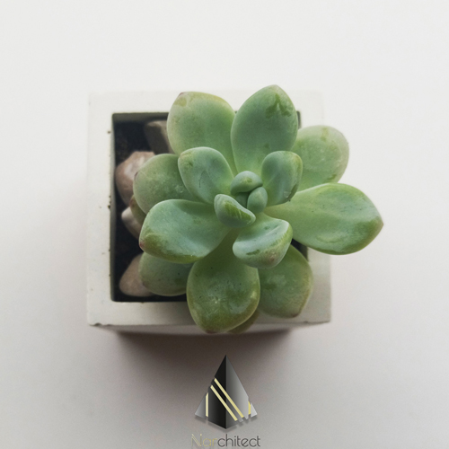 SQUARE POT