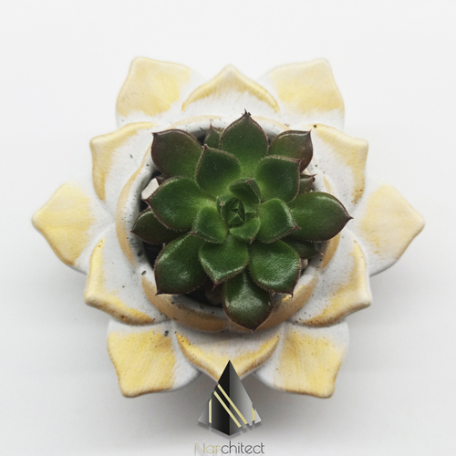 LOTUS POT