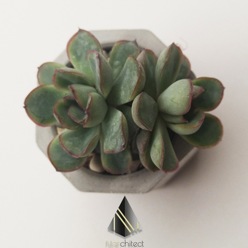 OCTAGON POT