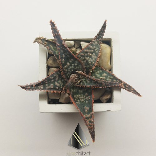 SQUARE POT